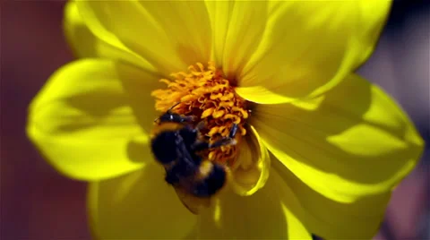 Bumble Bee Stock Footage 35342192