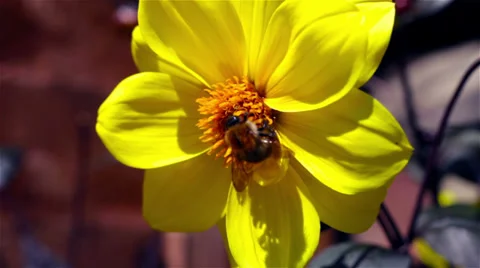 Bumble Bee Stock Footage 35344282