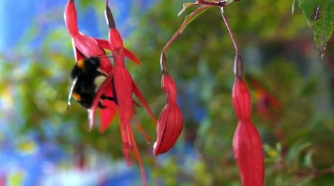 Bumble bee Stock Footage 46493916