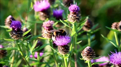 Bumble Bee Video stock 48510018