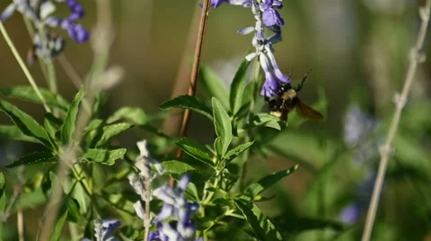 Bumble Bee Vídeo Stock 53176508