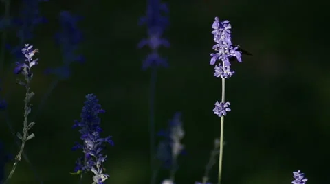 Bumble Bee Vídeo Stock 53176753