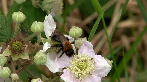 Bumble Bee Stock Footage 56172907