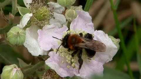 Bumble Bee Stock Footage 56173028