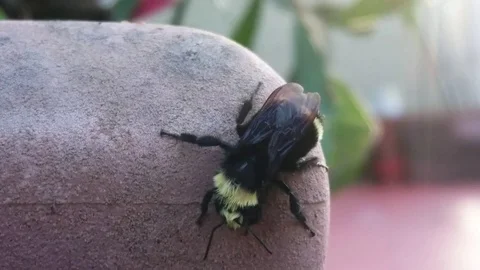 Bumble bee Video stock 71605159