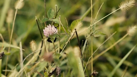 Bumble Bee Stock Footage 81366021