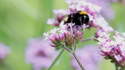 Bumble bee Stock Footage
