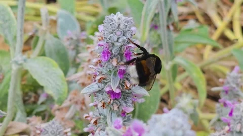 A bumble bee Stock Footage 245030262