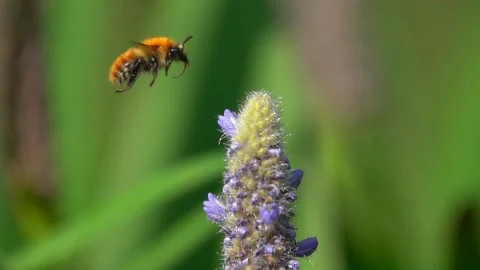 Bumble bee Video stock 331529652