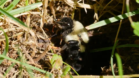 Bumble Bee front underground nest entrance 2 Stock-Footage 102512177