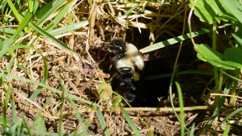 Bumble Bee front underground nest entrance 3 Video stock 102512201