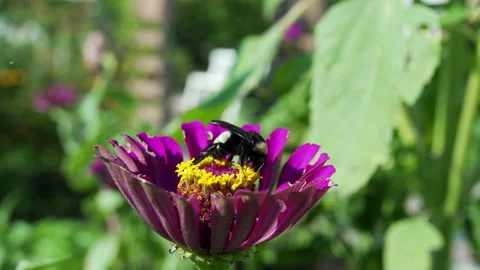 Bumble bee on garden flower pollenating Stock Footage 155806708