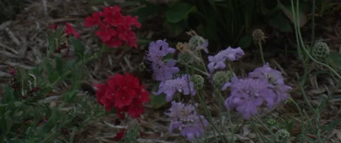 Bumble Bee in garden Stock Footage 137035838