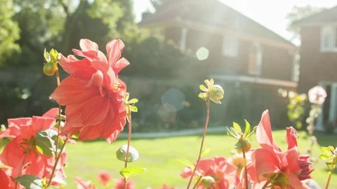 Bumble bee in a garden on a summers day Video stock 79512529