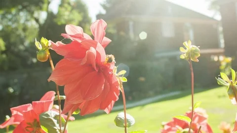 Bumble bee in a garden on a summers day Video stock 79513398