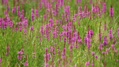 Bumble bee gather nectar Stock Footage 73725415