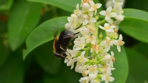 Bumble bee gathering nectar, macro Video stock 276603355