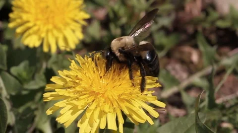 Bumble Bee gathering pollen on flower dandelion Stock Footage 975701