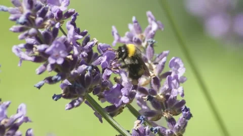 Bumble Bee gathering pollen from flowers Stock-Footage 137315409