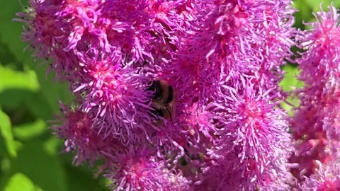 Bumble Bee Gathering Pollen Video stock 281301316