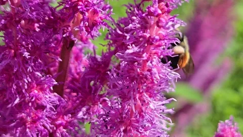 Bumble Bee Gathering Pollen Video stock 281301560