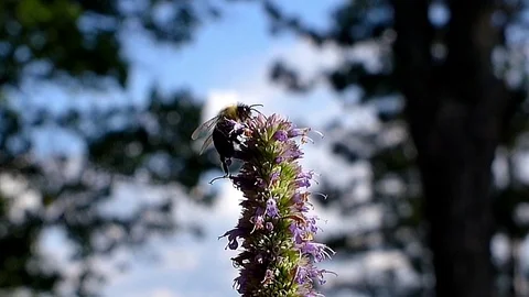 Bumble bee gets its nectar from a purple flower by the lake. Video stock 73785734