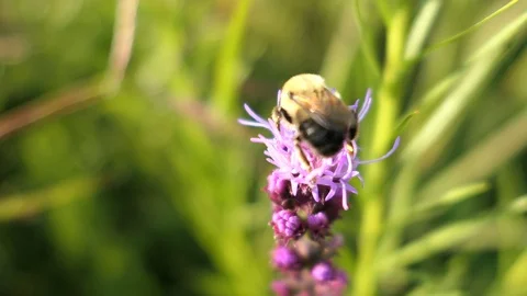 Bumble bee gets nectar from a prairie blazing star wildflower. Stock-Footage 90357373