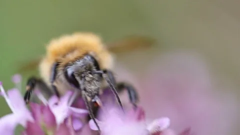 Bumble bee getting in the flowers Stock Footage 79565574
