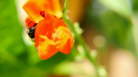 Bumble Bee getting nectar from an Orange flower Stock Footage 133150124
