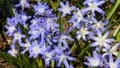 Bumble Bee at Glory Of the Snow 7197 HD Footage