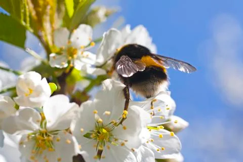 Bumble bee harvest Stock Photos