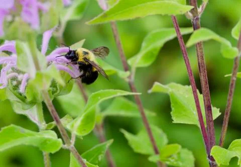 Bumble Bee Harvesting Stock Photos