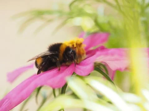 Bumble bee having a break Stock Photos