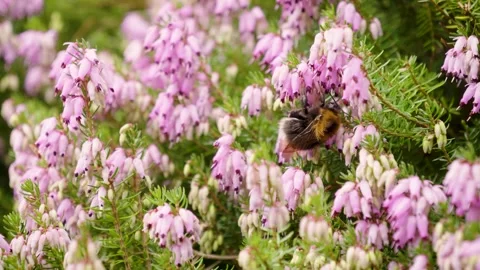 Bumble Bee in Heather Stock Footage 260462707