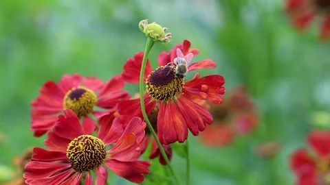 Bumble bee on Helenium flower red Video stock 161127920