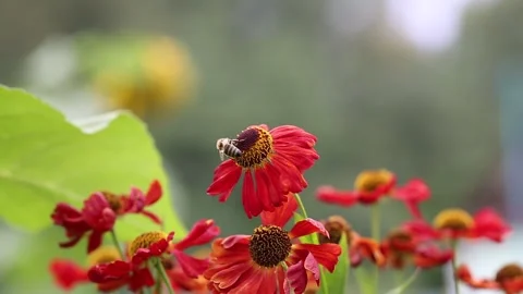 Bumble bee on Helenium flower red Video stock 165287777