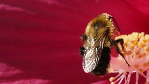 Bumble Bee in Hibiscus 081-1 Prores UHD Stock-Footage 102512285