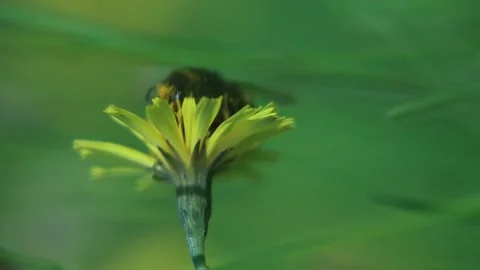 Bumble Bee Hid Behind A Dandelion Flower And Flies Away. Close-up Vertical Stock Footage 166749029