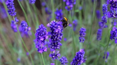 Bumble bee on Hidcote Lavender Stock Footage 321461557
