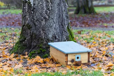 Bumble bee house at base of large tree in autumn park Stock Photos