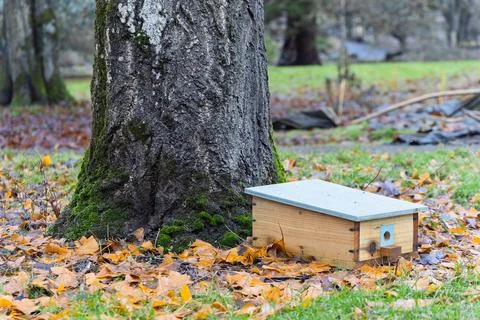 Bumble bee house at base of moss-covered tree in autumn Stock Photos