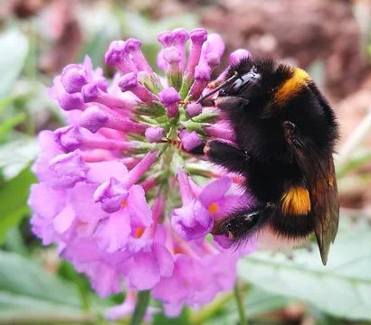 Bumble Bee Insect Flower Macro Bumblebee on a purple flower(nature,). Stock Photos