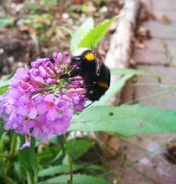 Bumble Bee Insect Flower Macro Bumblebee with purple flower(nature,). Stock Photos