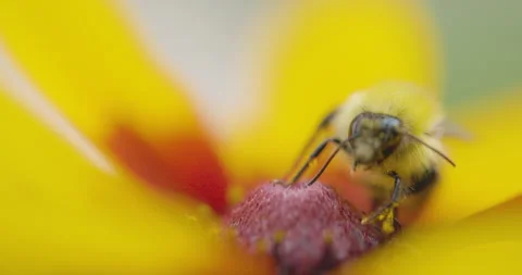 Bumble bee insect macro on a flower Stock Footage 342037530
