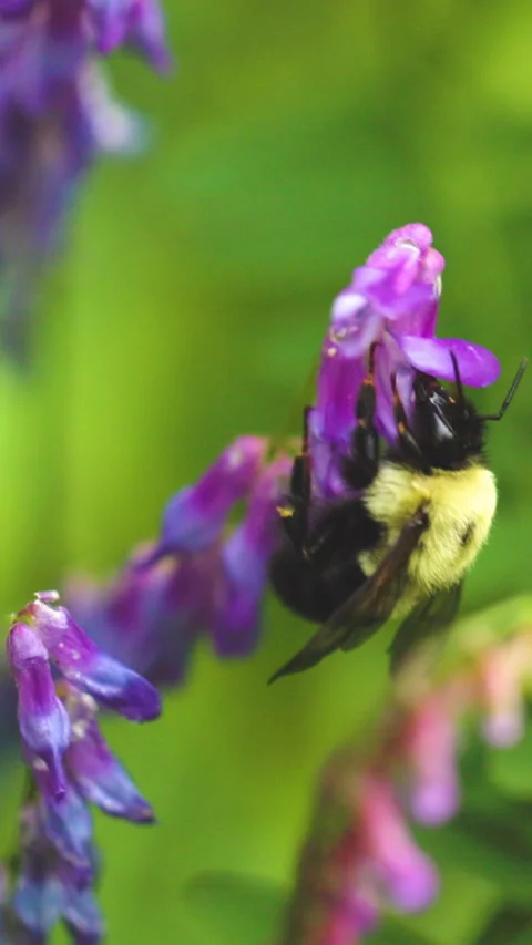 Bumble bee insect macro on a flower Stock Footage 342037578
