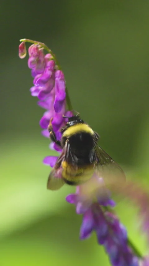 Bumble bee insect macro on a flower Stock Footage 342037607