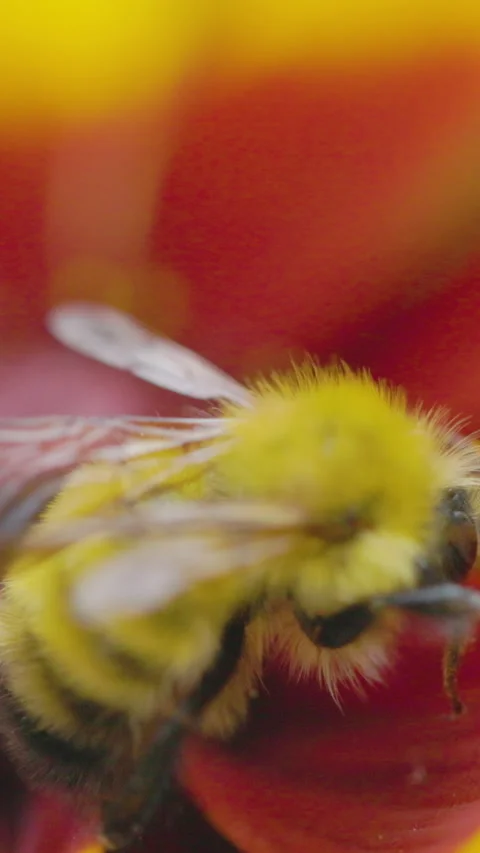 Bumble bee insect macro on a flower Stock Footage 342037852