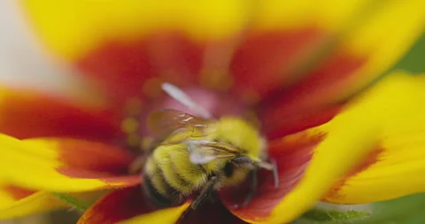 Bumble bee insect macro on a flower Stock Footage 342037870