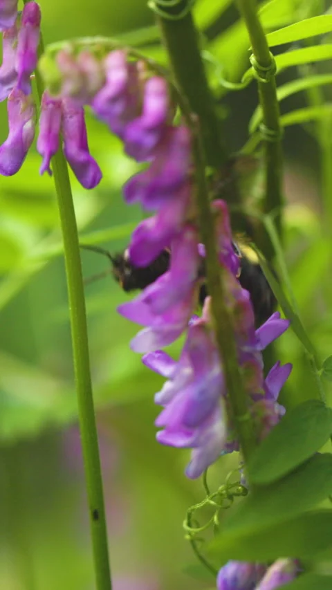Bumble bee insect macro on a flower Stock Footage 342037985