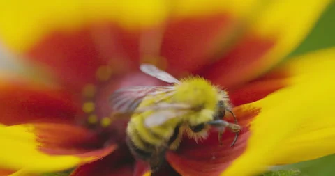 Bumble bee insect macro on a flower Stock Footage 342038013